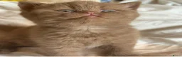 British Shorthair cats for sale: Champion British shorthair kittens very rare  - Advert 27