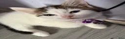 Ragcoon cats for sale: RAGCOONS ragdoll mainecoons  - Advert 31