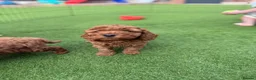 Cockapoo dogs for sale: Beautiful F2 cockapoo  - Advert 9