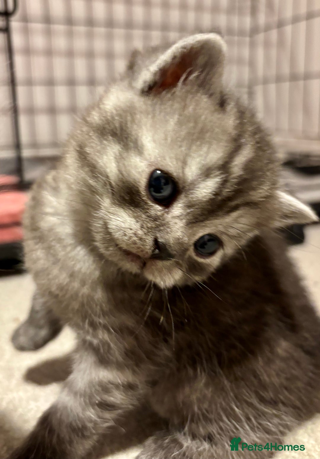 Mixed Breed cats for sale: Adorable kittens for sale - Advert 14