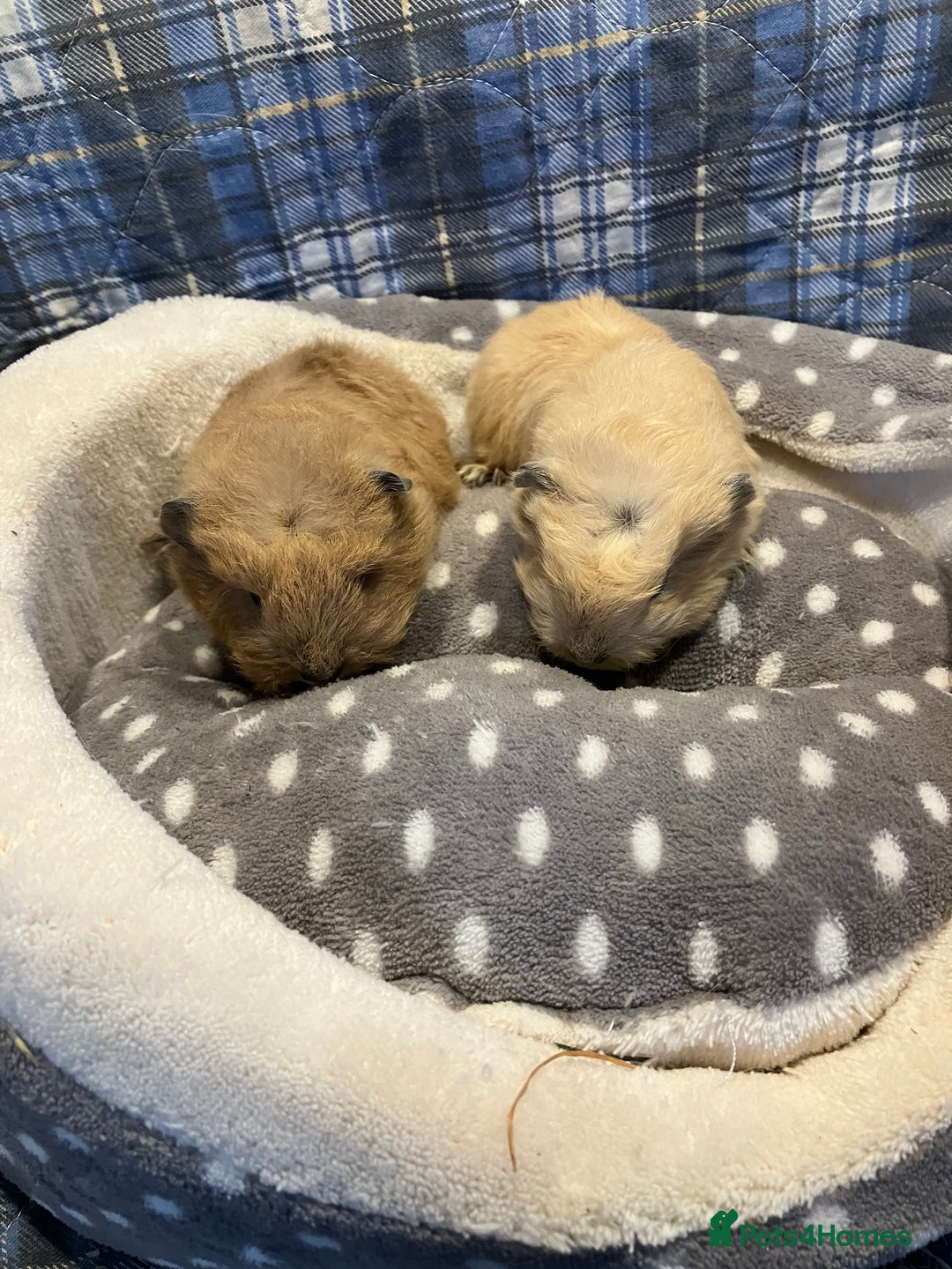 Guinea Pig rodents for sale: Lots of lovely baby guinea pigs - Image 10