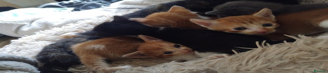 Mixed Breed Kitten 4