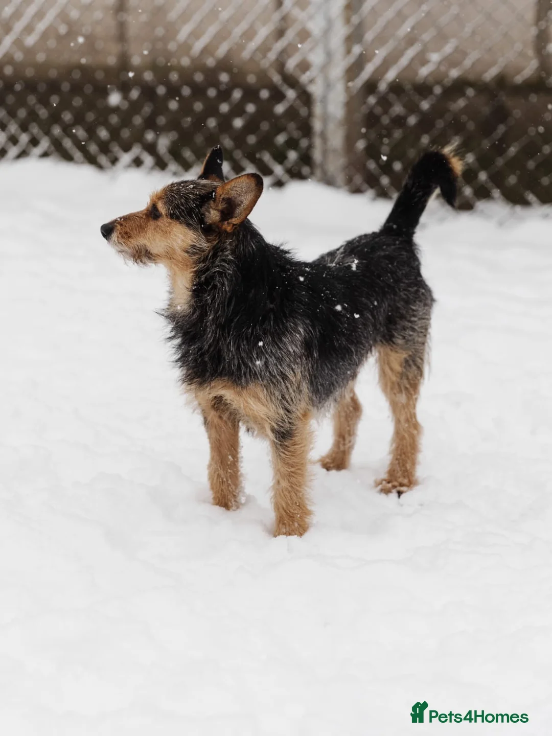 Mixed Breed dogs for adoption: 💙🐶 CHAPPY – a gentle heart who trusts 🐶💙 - Advert 3