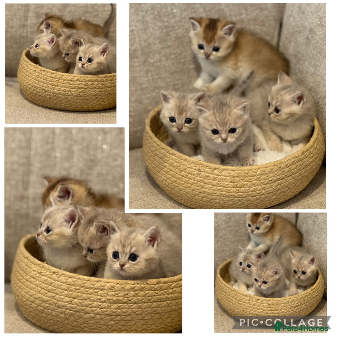 British Shorthair cats for sale: GCCF lilac goldens  - Advert 2