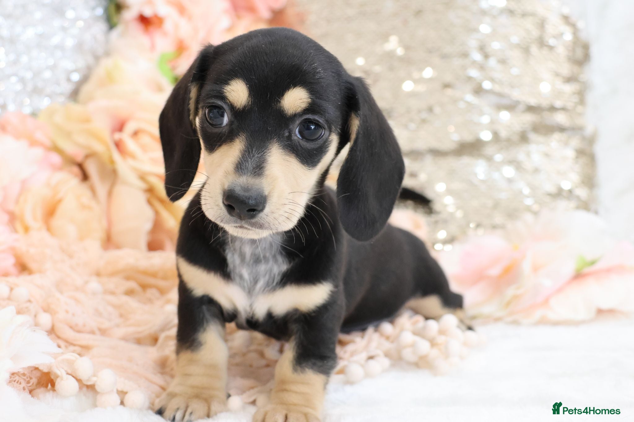 Miniature Dachshund dogs KC Miniature Dachshund Puppies - Advert 17