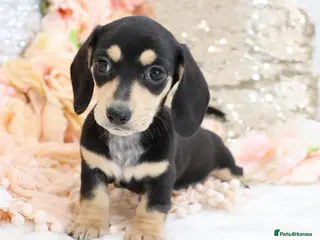 Miniature Dachshund dogs KC Miniature Dachshund Puppies - Advert 17