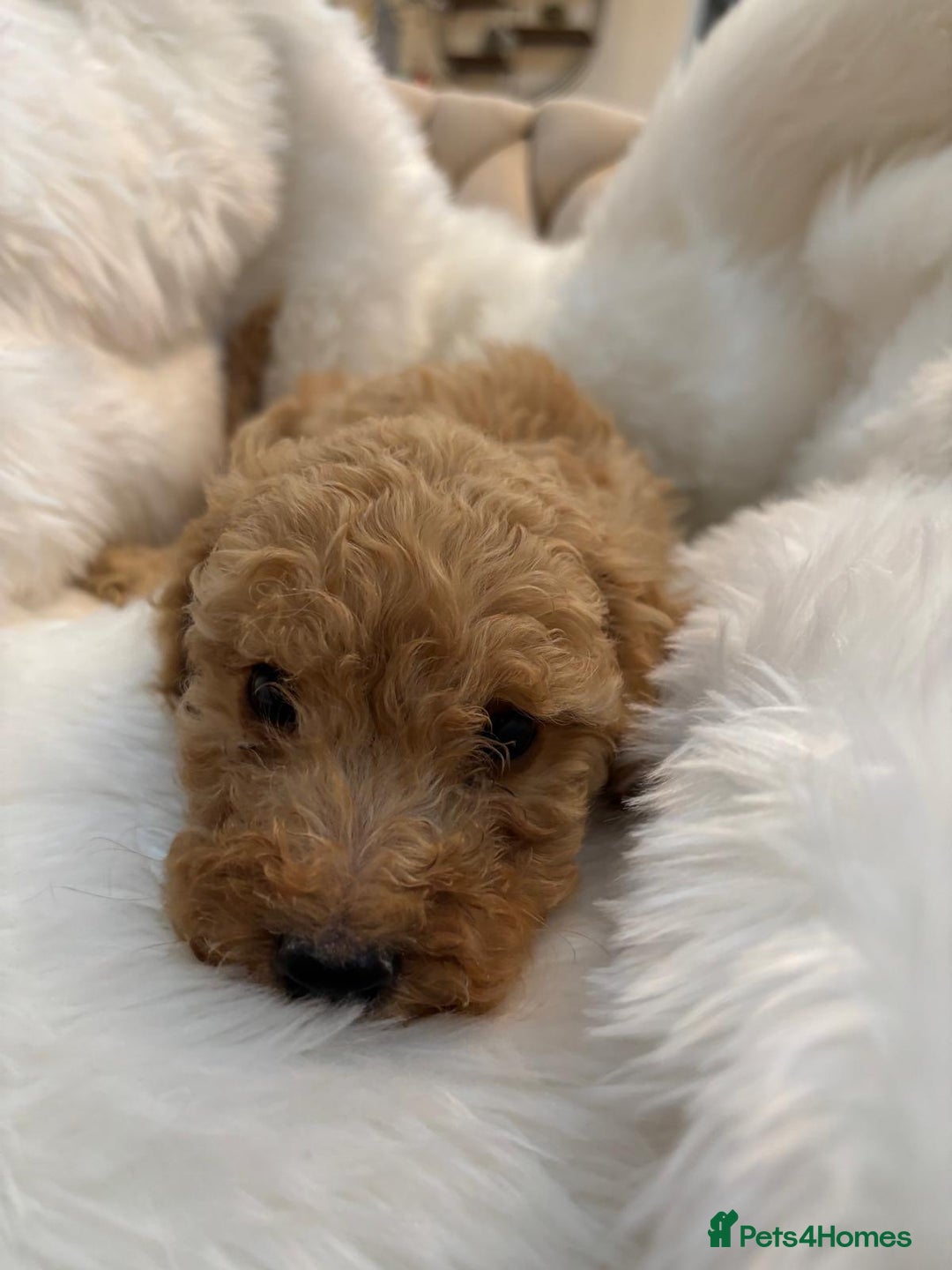 Goldendoodle dogs for sale: F1Goldendoodel puppies now ready for new home  - Advert 6