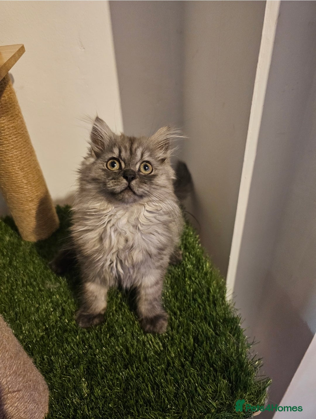British Longhair cats for sale: British longhair mix fluffy kittens  - Advert 9