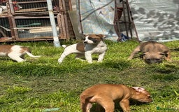 Mixed Breed dogs for sale: Beddy whippet x Russel - Image 1