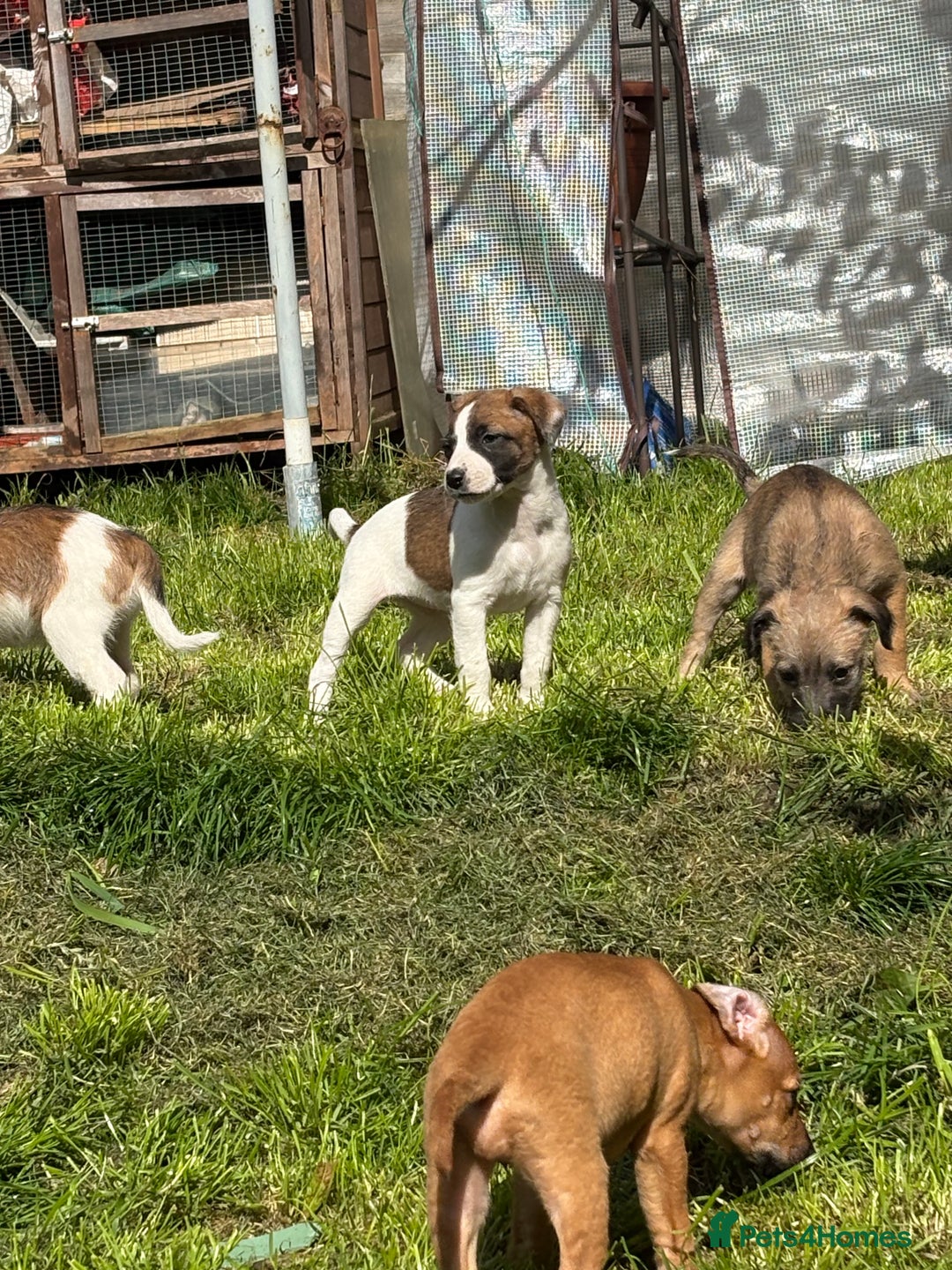 Mixed Breed dogs for sale: Beddy whippet x Russel - Image 1