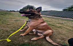 Belgian Shepherd Dog dogs for sale: Belgian mallinos pup - Image 13