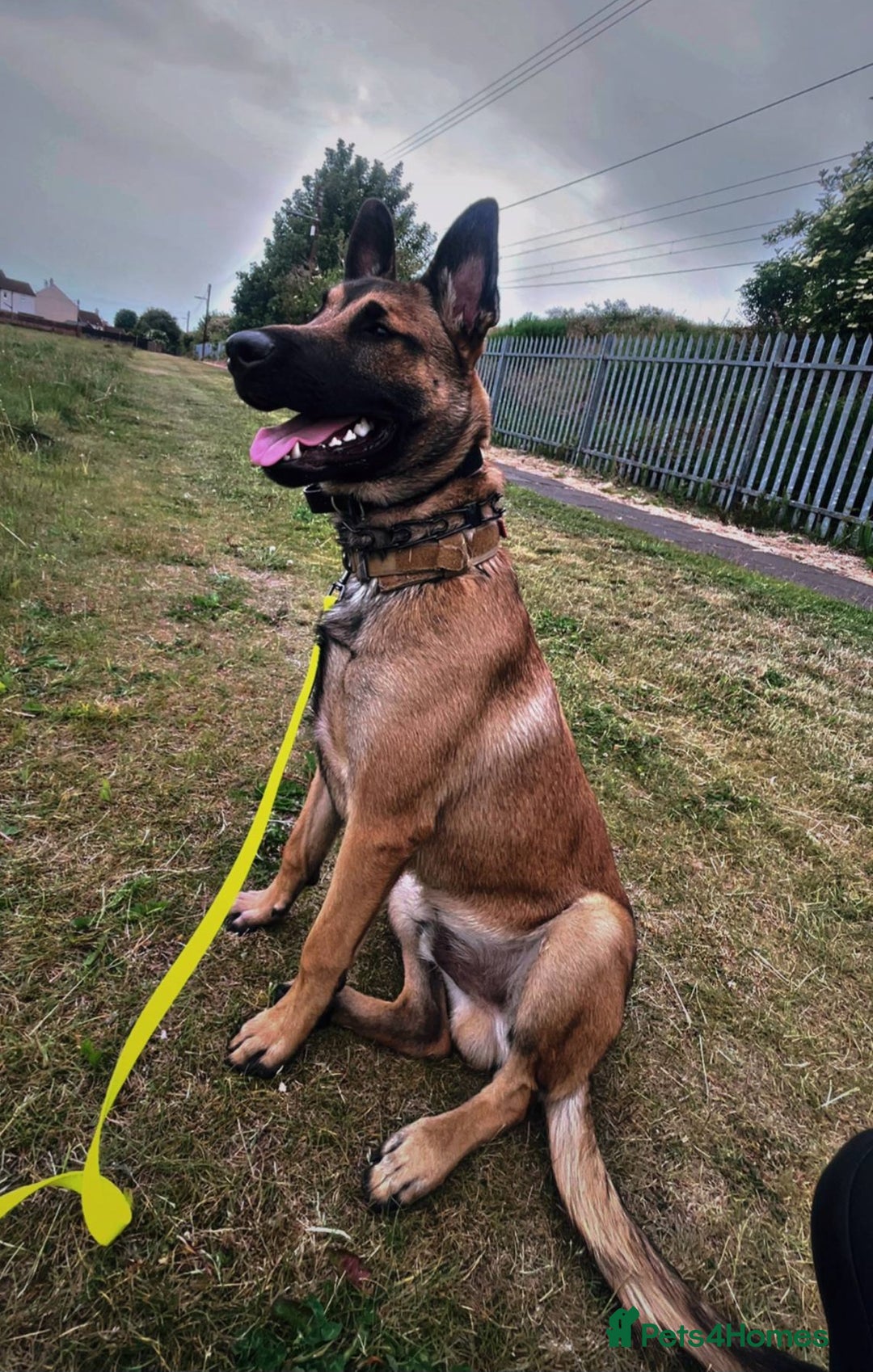 Belgian Shepherd Dog dogs for sale: Belgian mallinos pup - Image 13