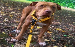 American Bull Staffy dogs for sale: Loving female for adoption  - Advert 2