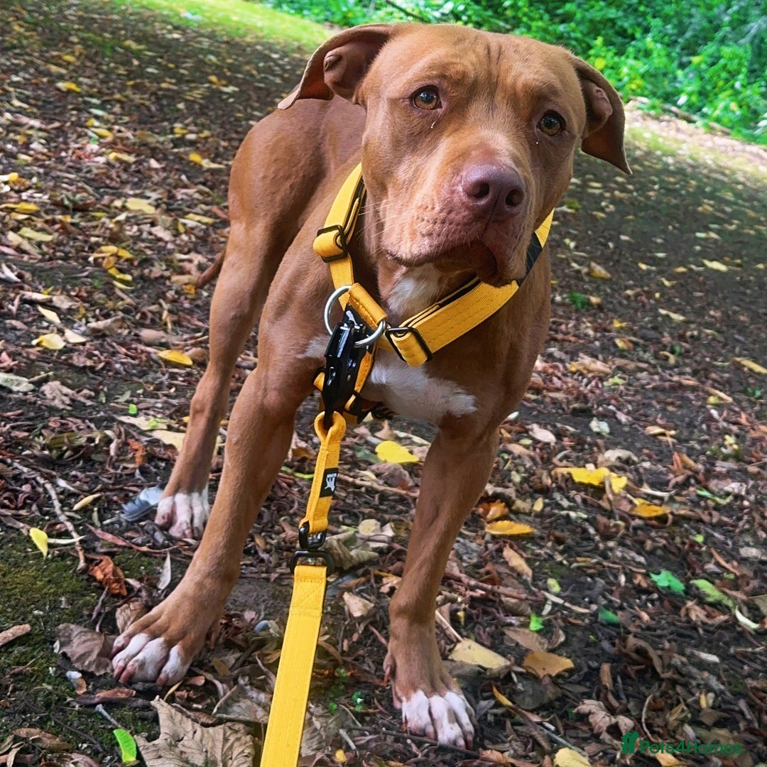 American Bull Staffy dogs for sale: Loving female for adoption  - Advert 2