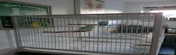 Budgerigars birds for sale: Two male budgies - with cage  - Advert 7