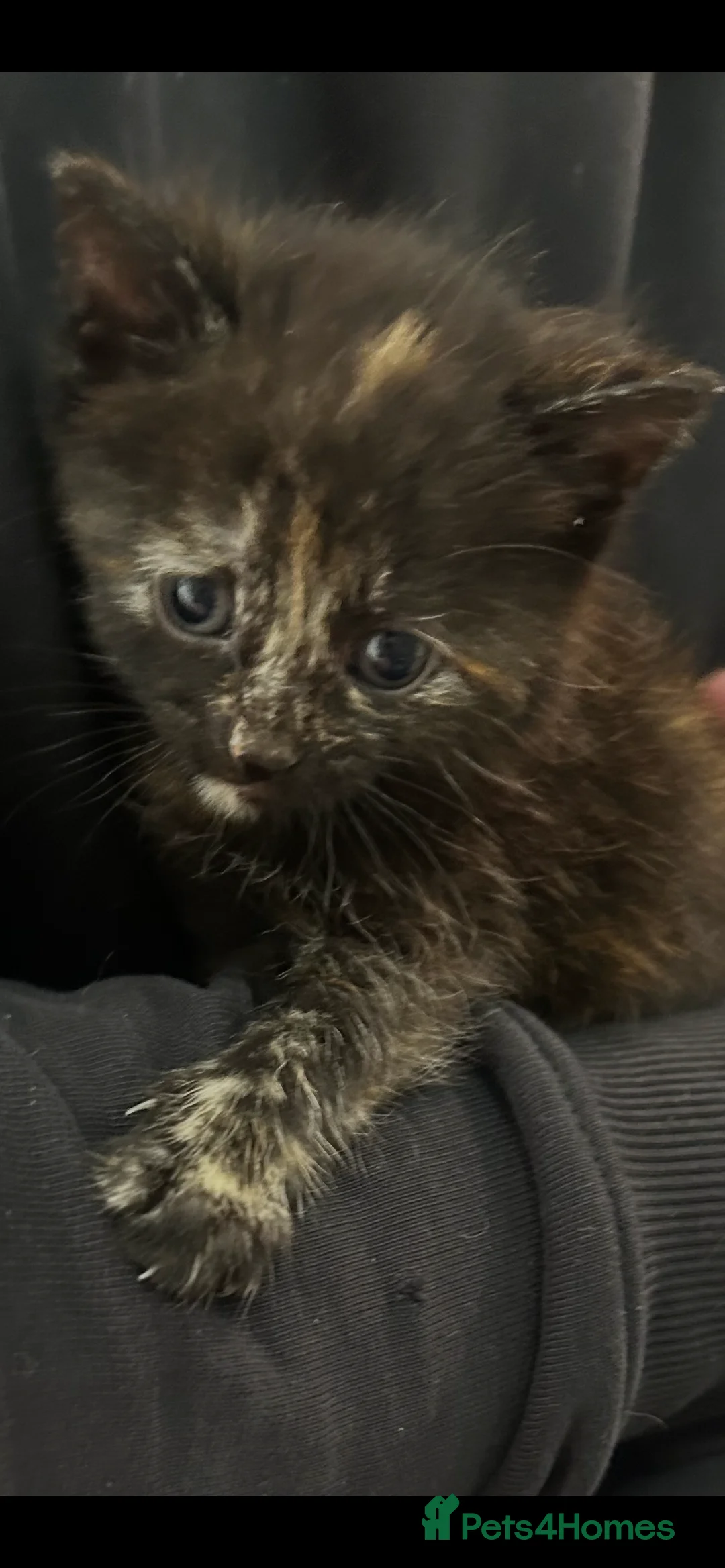 Mixed Breed cats for sale: 3 beautiful female kittens for sale  - Advert 2