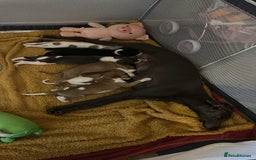 Whippet dogs for sale: 3 stunning KC registered males  - Image 5