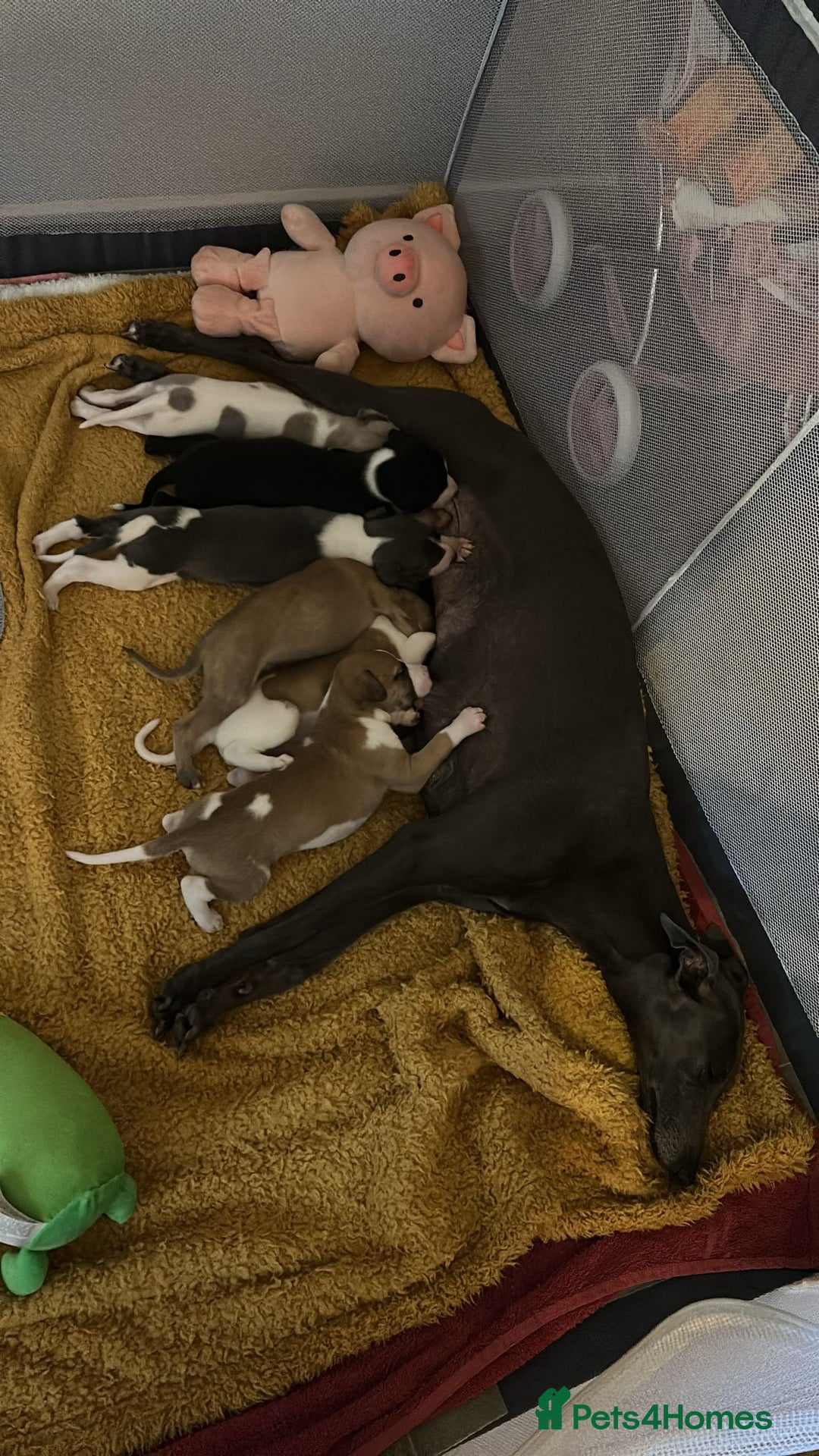 Whippet dogs for sale: 3 stunning KC registered males  - Image 5