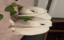 Mini Lop rabbits for sale: Mini lop rabbits  - Image 3