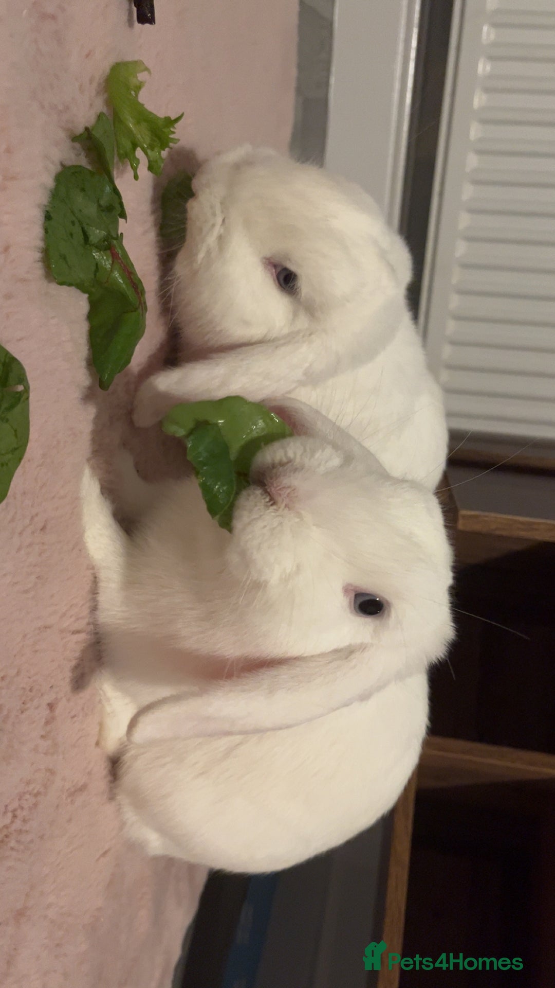 Mini Lop rabbits for sale: Mini lop rabbits  - Image 3