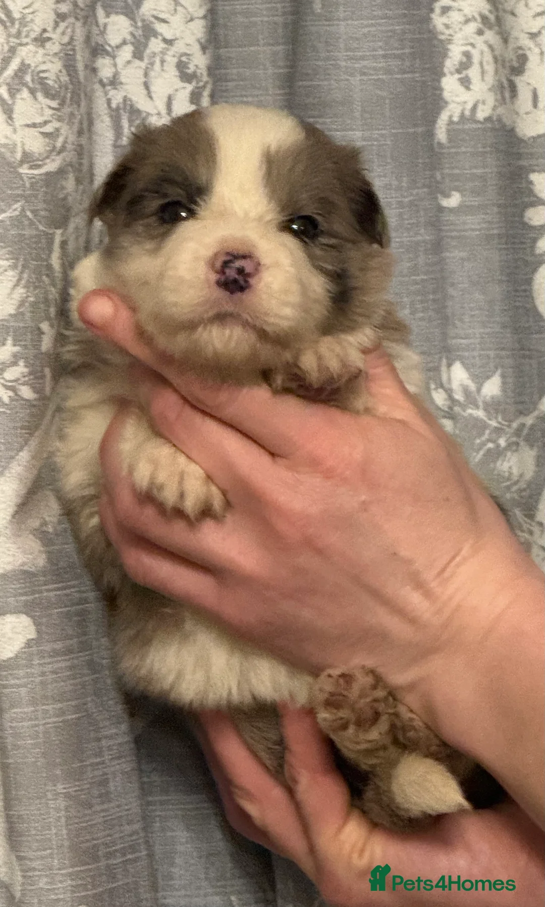 Border Collie dogs for sale: Long coated Border Collie pups  - Advert 3