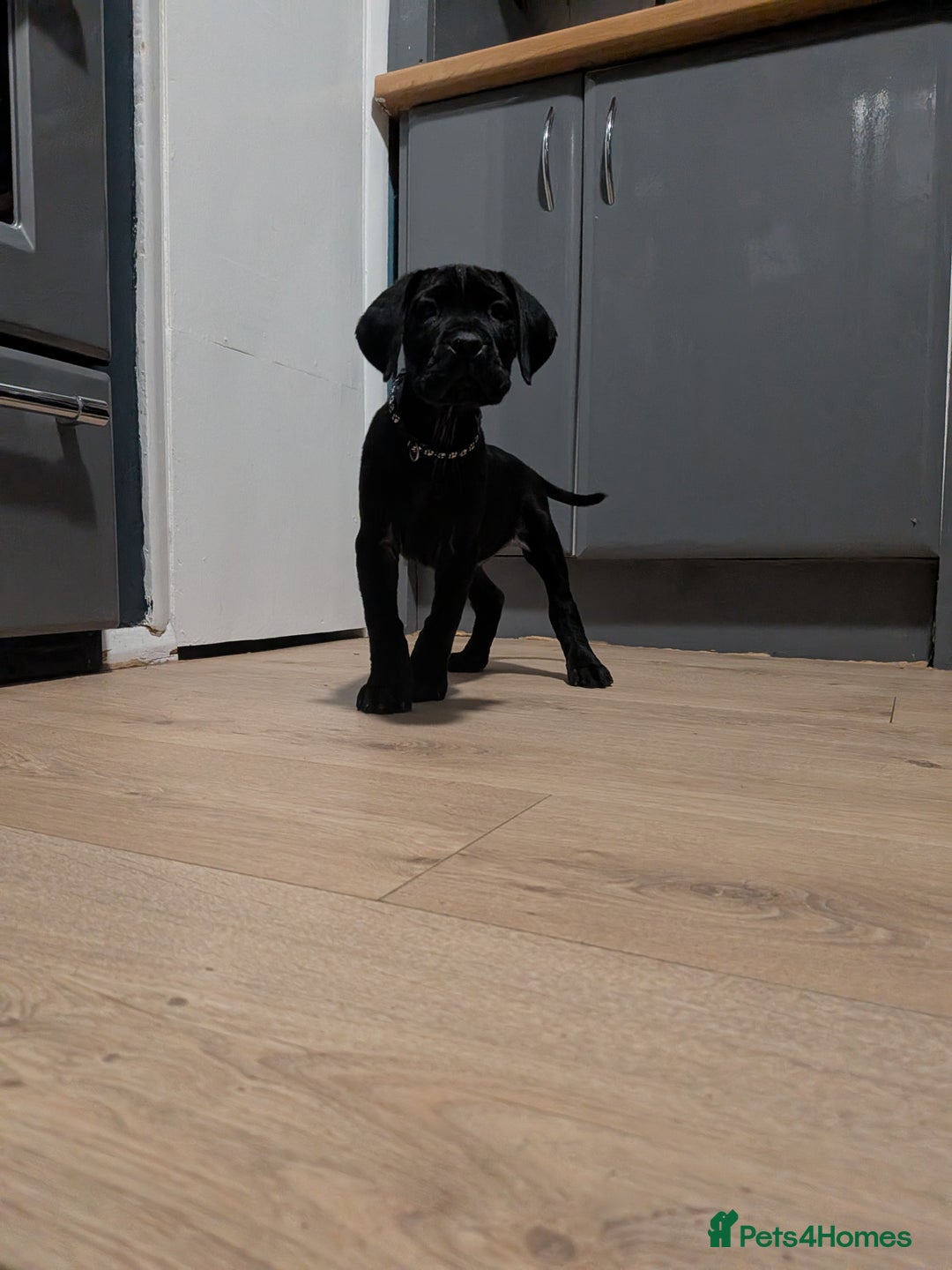 Cane Corso dogs for sale: Purebred champion bloodline cane corso - Image 4