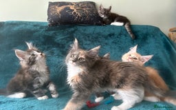 Maine Coon cats for sale: 4 LEFT! Tica registered non active mainecoons - Image 14