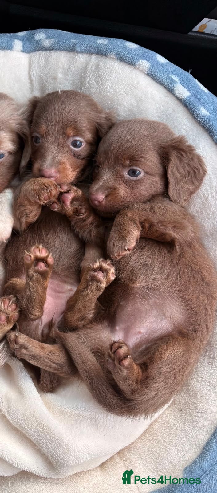 Miniature Dachshund dogs Long haired miniature dachshund❤️💙 - Advert 1
