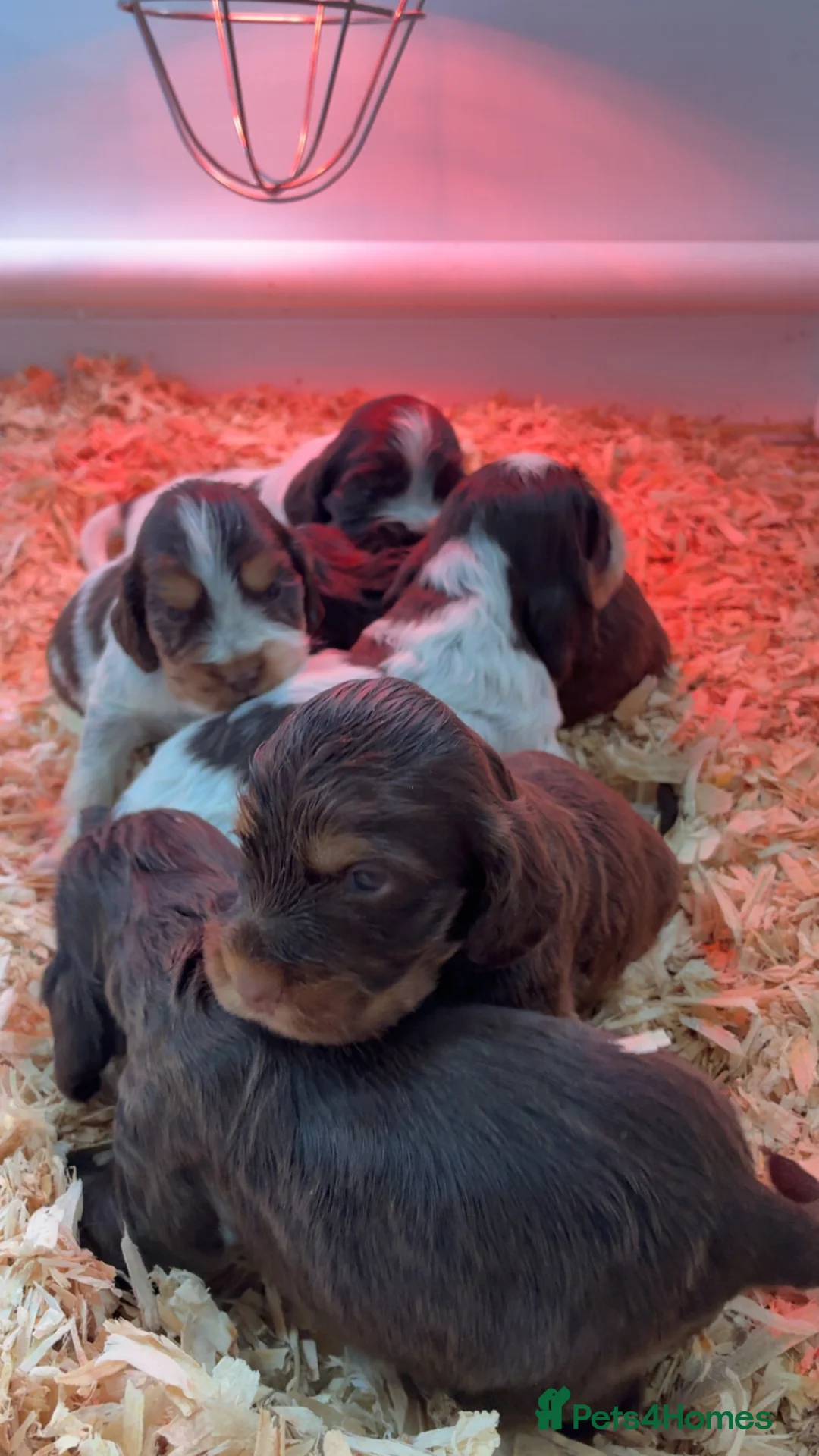 Cocker Spaniel dogs for sale: Beautiful show type cocker spaniels  in Denbigh - Advert 1
