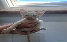 Devon Rex cats for sale: 1 girl left. Stunning Devon Rex GCCF kittens  - Image 5