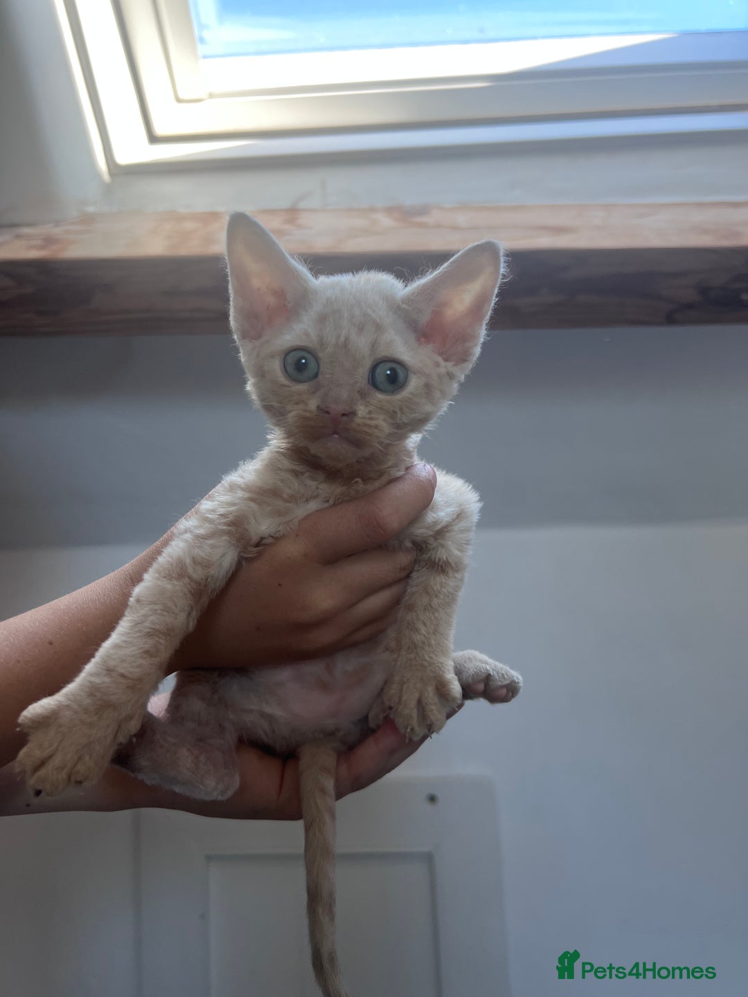 Devon Rex cats for sale: 1 girl left. Stunning Devon Rex GCCF kittens  - Image 5