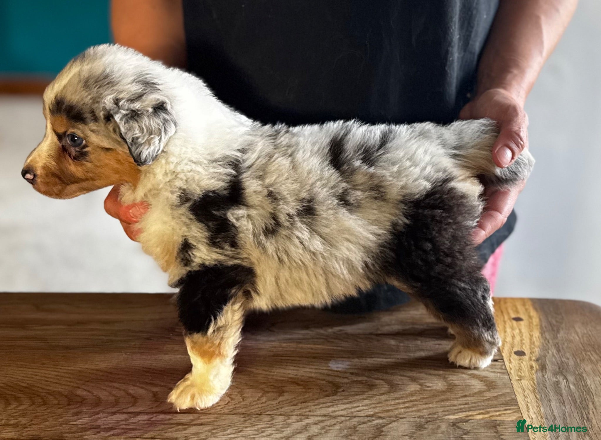 Australian Shepherd dogs Fully health tested KC registered showline Aussies - Advert 5