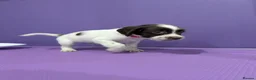 Sprocker dogs for sale: ⭐️ STUNNING SPROCKERS F1 ⭐️ - Advert 9