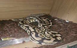 Python Snake reptiles for sale: 12 Rescue Royal Pythons For Sale - Image 11