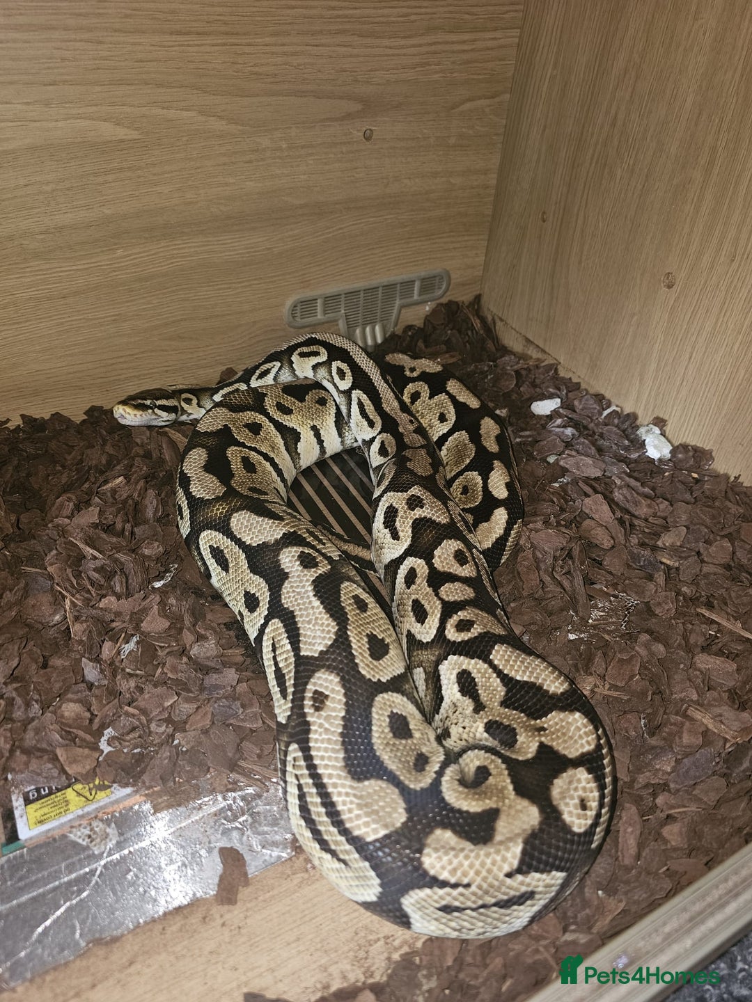 Python Snake reptiles for sale: 12 Rescue Royal Pythons For Sale - Image 11