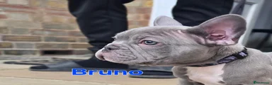 French Bulldog 6