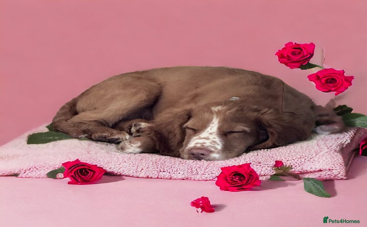 Cockapoo dogs - Advert 11