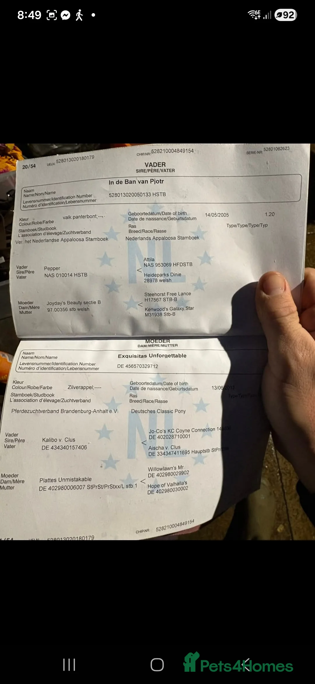 Riding pony horses for sale: Duch pony  - Advert 3