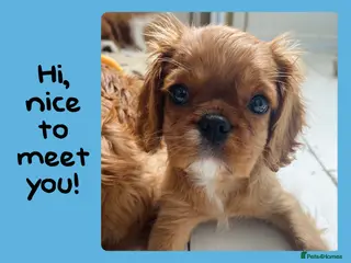 Cavalier King Charles Spaniel dogs Stunning TRAINED Cavalier King Charles Spaniel - Advert 1