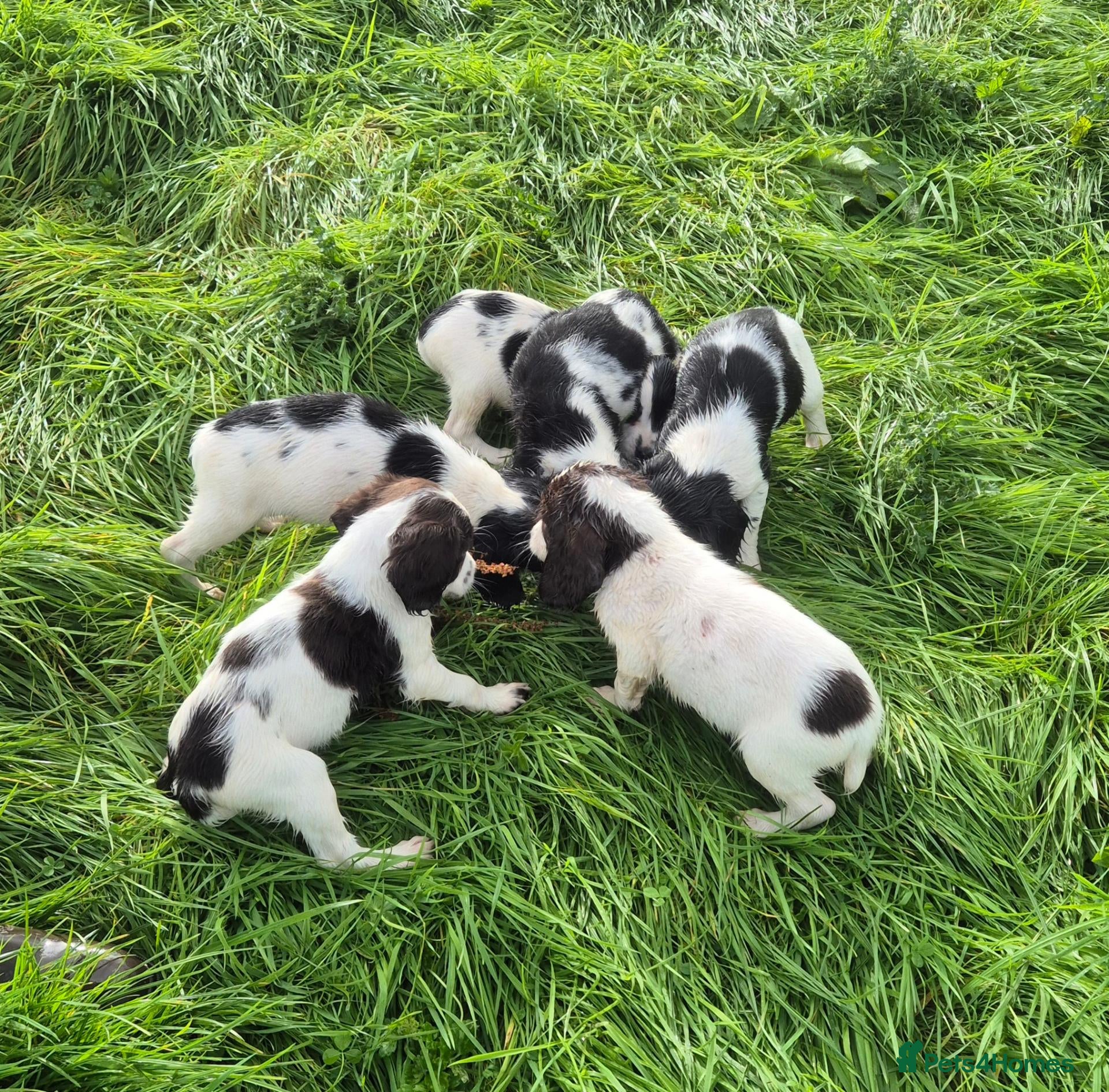 English Springer Spaniel dogs Springer Spaniel Puppies  - Advert 17