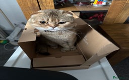 Scottish Fold cats for sale: Gizmo  - Image 2