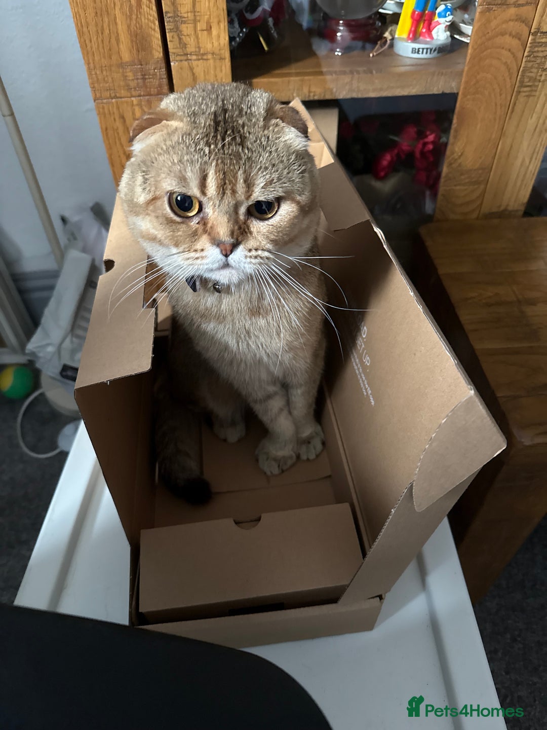Scottish Fold cats for sale: Gizmo  - Image 2
