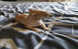 Chihuahua dogs for sale: Gorgeous Chihuahua puppies, ready now. - Image 10