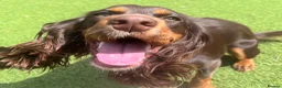 Cocker Spaniel dogs for sale: cocker spaniel for rehome in Ferryhill - Advert 2