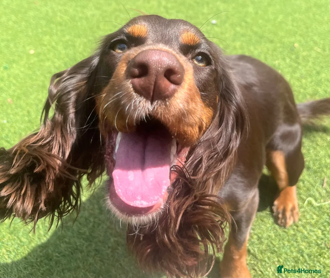 Cocker Spaniel dogs for sale: cocker spaniel for rehome in Ferryhill - Advert 2