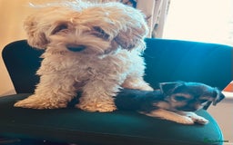 Jackapoo dogs for sale: Mabel  - Image 7