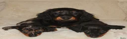 Miniature Dachshund dogs for sale: Miniature dachshund puppies - Advert 5