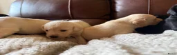 Labrador Retriever dogs for sale: Labrador puppies - Advert 2