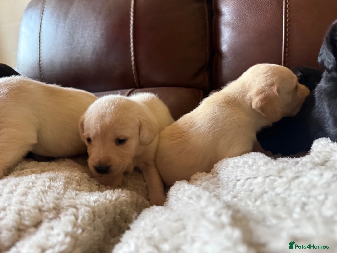 Labrador Retriever dogs for sale: Labrador puppies - Advert 2