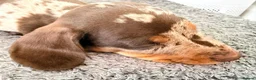 Miniature Dachshund dogs for sale: miniature dashhounds kc registered  - Advert 5